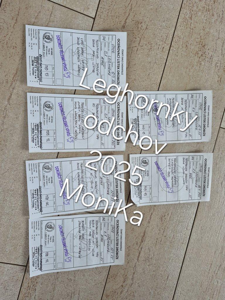 Násadová vajíčka leghornka americká bílá