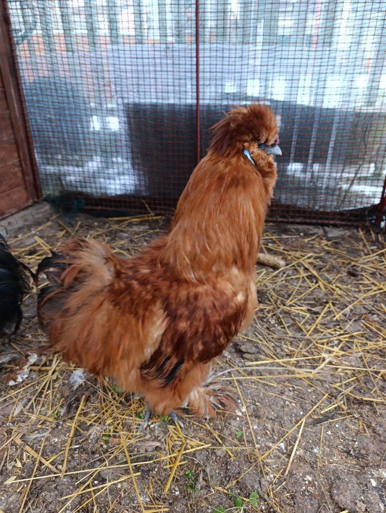 Prodám kohoutka hedvábničky