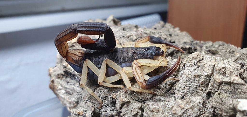 Centruroides nigrimanus