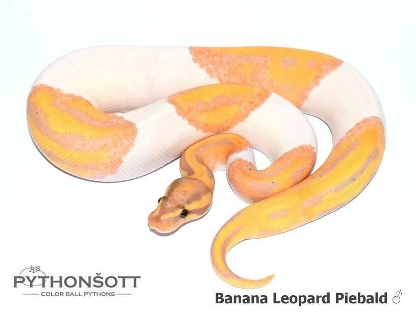 Krajta královská – mláďata z vlastního chovu