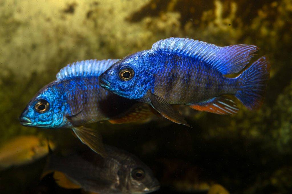 Protomelas steveni Taiwan Reef