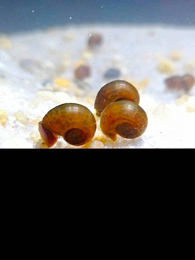 Akvarijní šnek - Okružák kanadský (Hnědý Leopard);10+5 zdarma