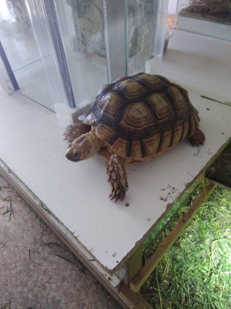 Želvy ostruhaté - sulcaty