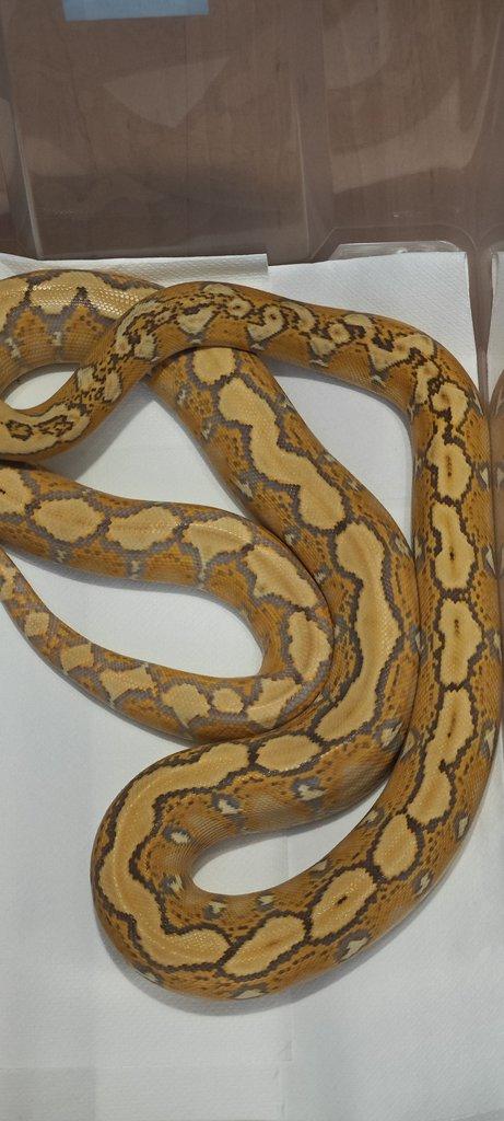 Krajta Mřížkovaná