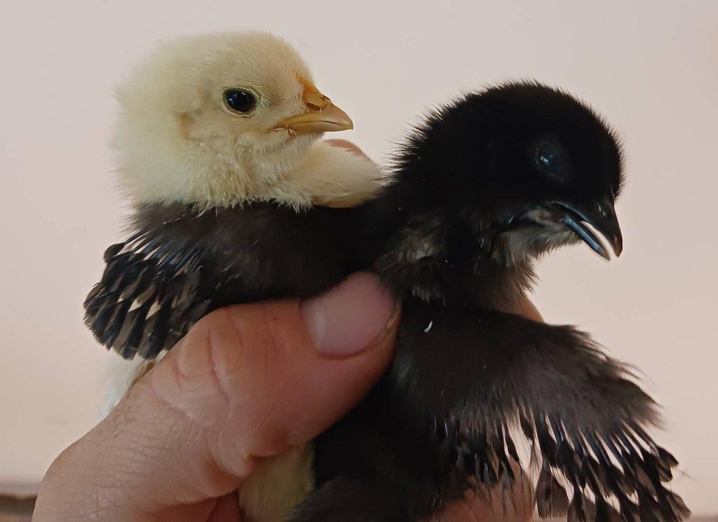 Kuřátka Ayam Cemani a Bresse Gauloise
