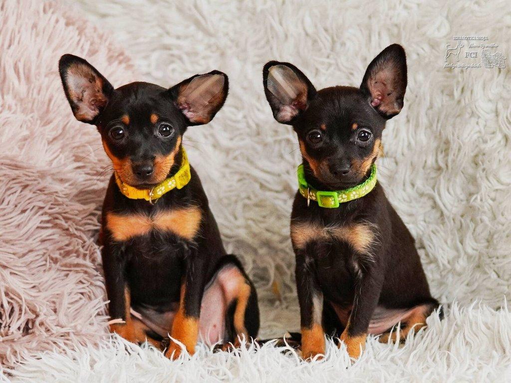 Ruský toy hladkosrstý s pp