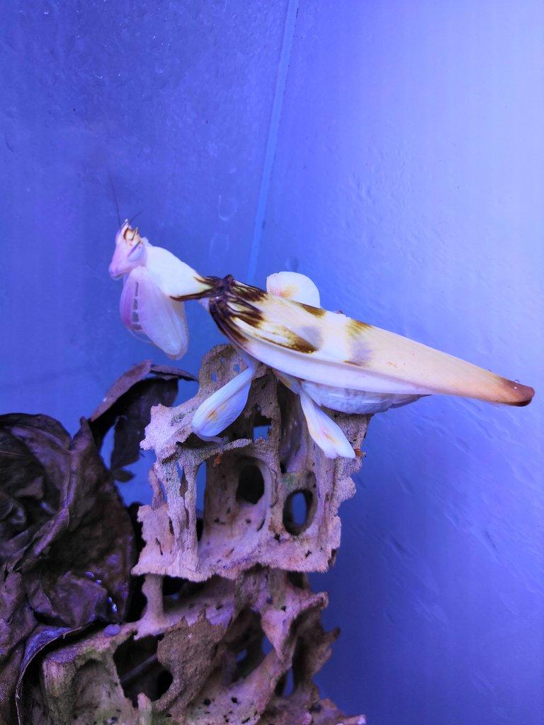 Prodám orchidejové kudlanky