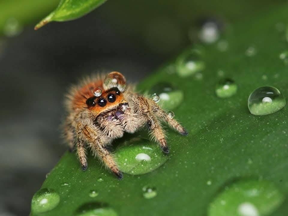 Phidippus regius Everglades, skákavka královská