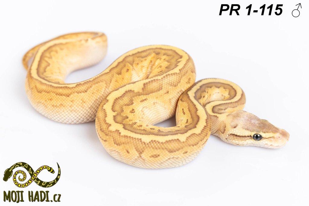 Python regius - Krajta královská
