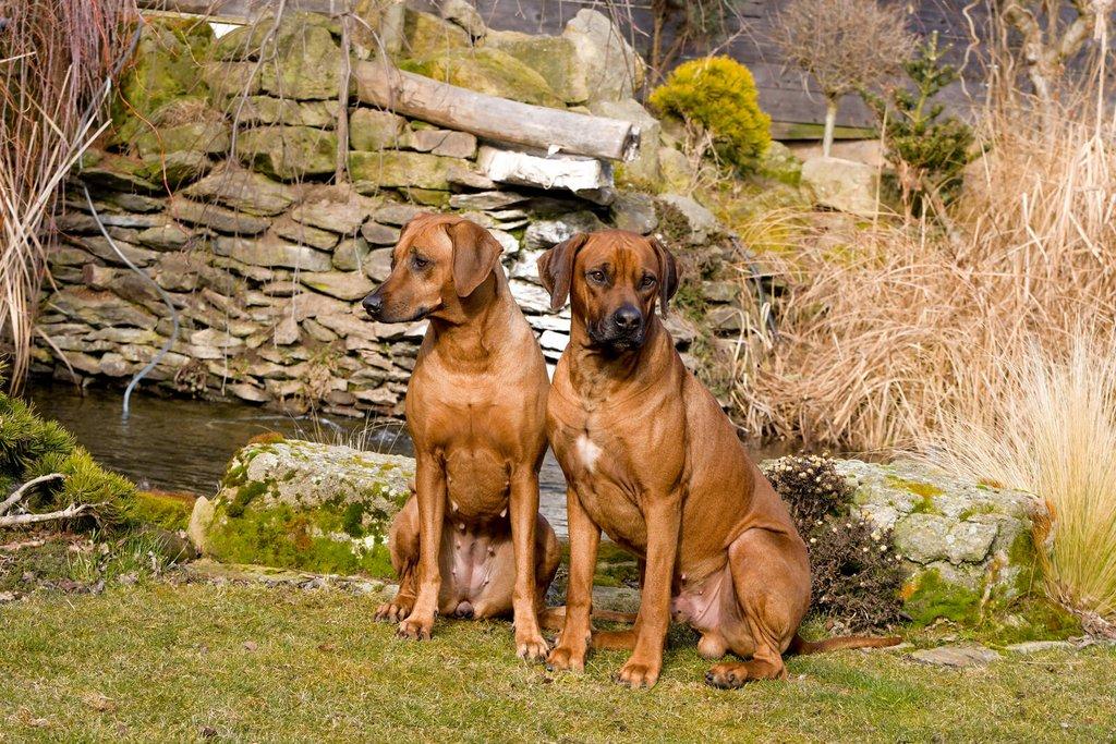 Rhodéský ridgeback - štěňátka s PP