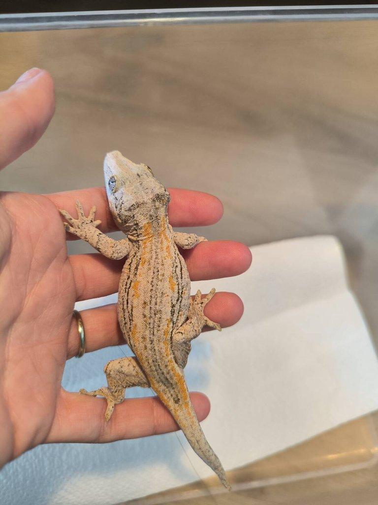 Rhacodactylus auriculatus