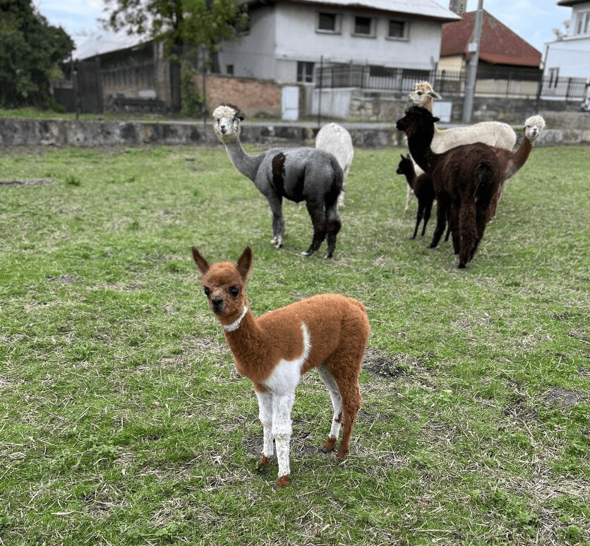 Lama alpaka - mláďata