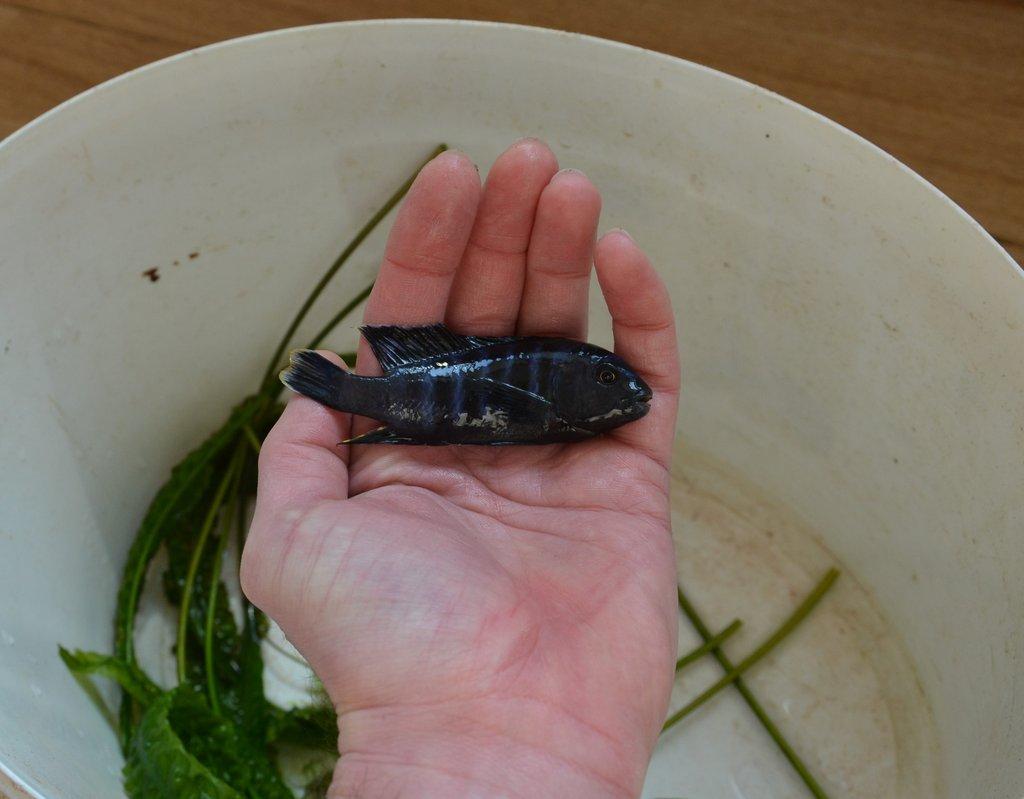 Daruji samce Tlamovec Saulosův