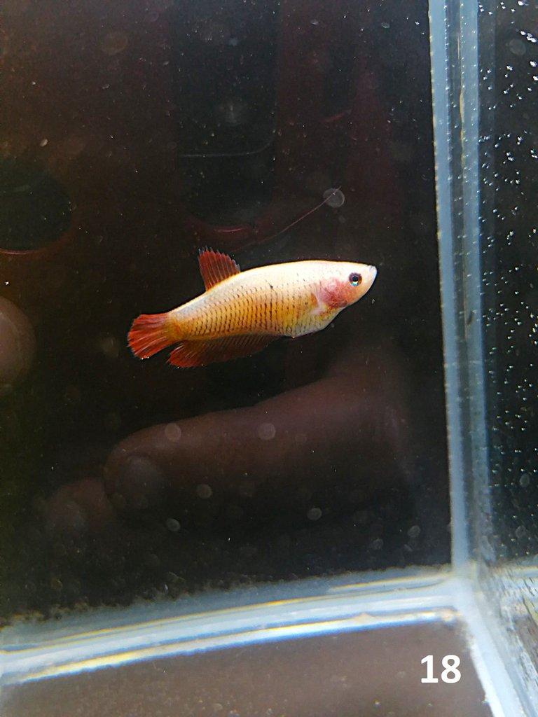 Betta Splendens - Samci