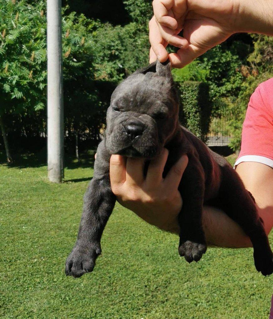Cane Corso – fenka štěně