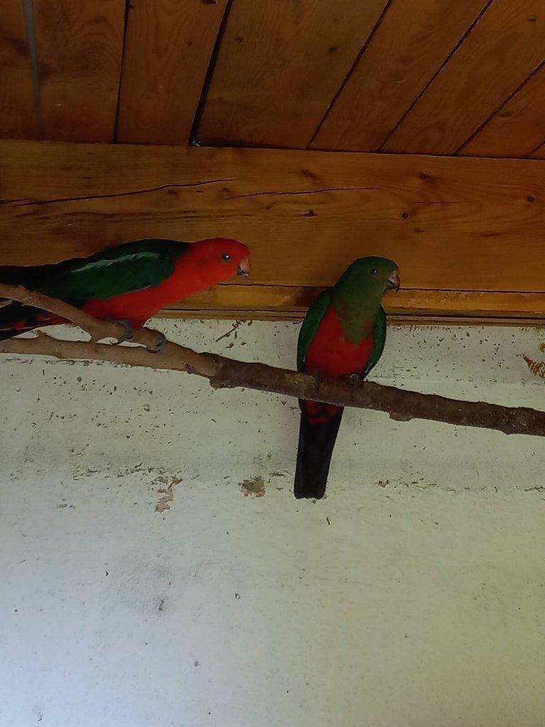 Prodám 1.1 papoušek královský žlutý kr 24,