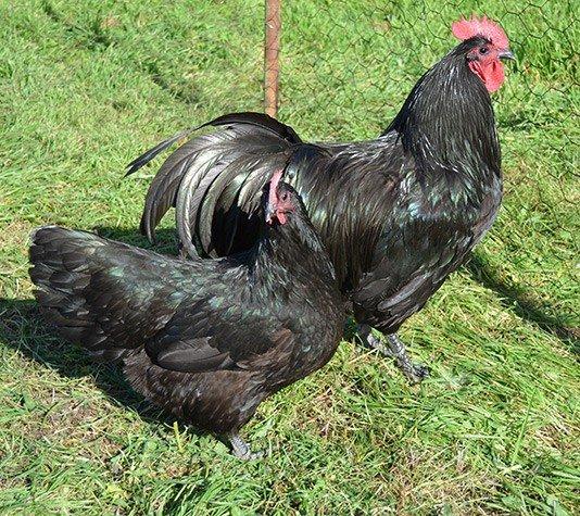 Prodám kuřata Bresse Gauloise a Australka černá