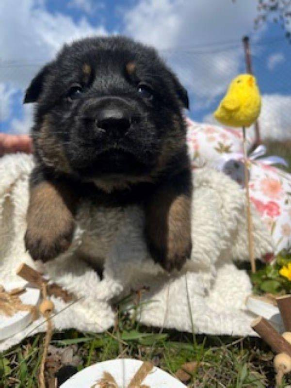 Německý ovčák- štěňata s PP