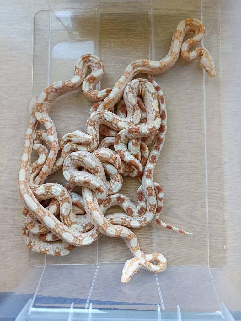 NZ 2025: sunglow jungle boa