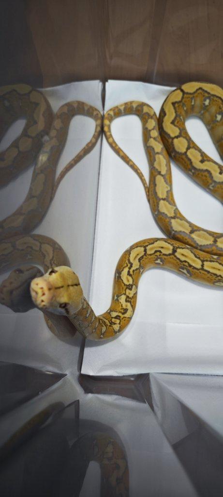 Krajta Mřížkovaná