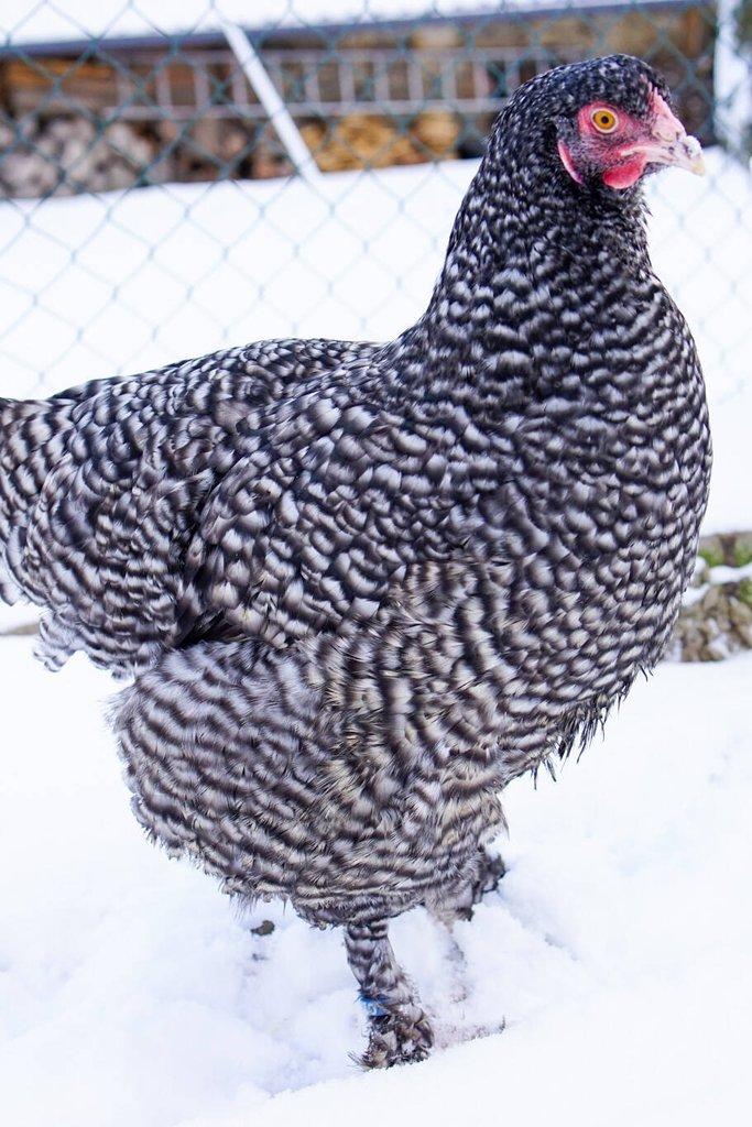 Mechelenka 🥚(násadová vejce)