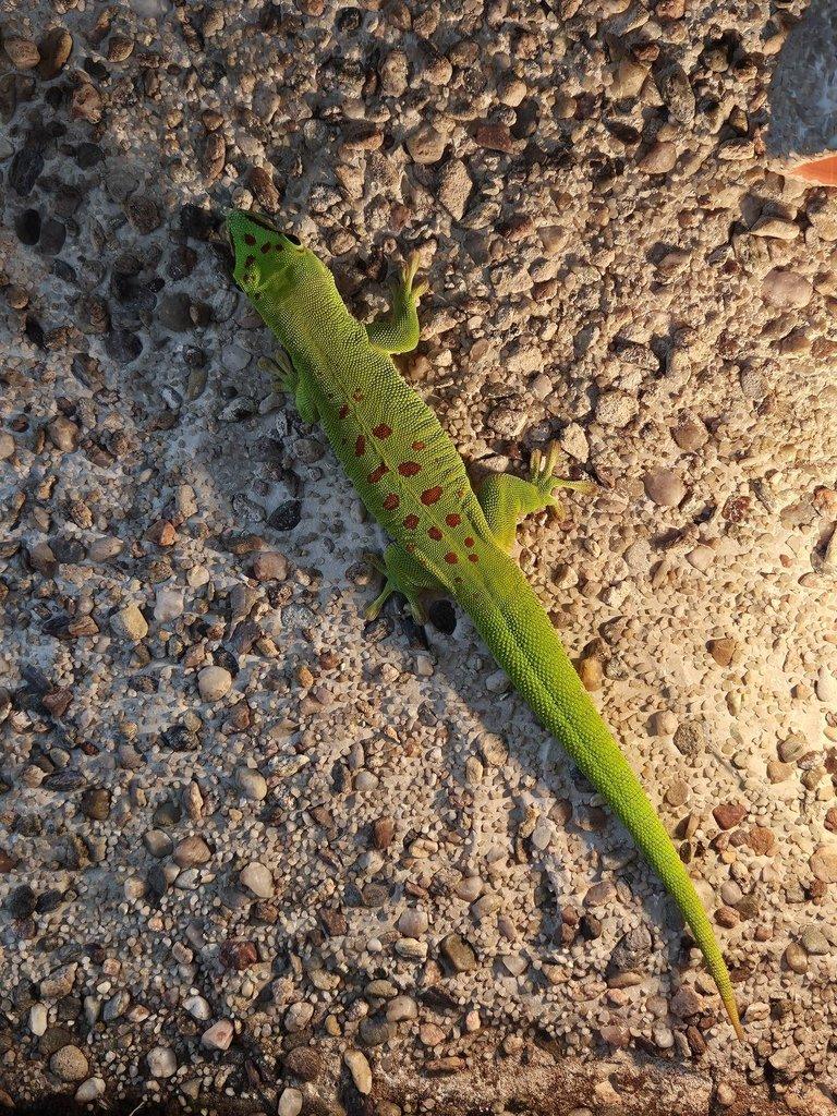 Felsuma madagaskarská