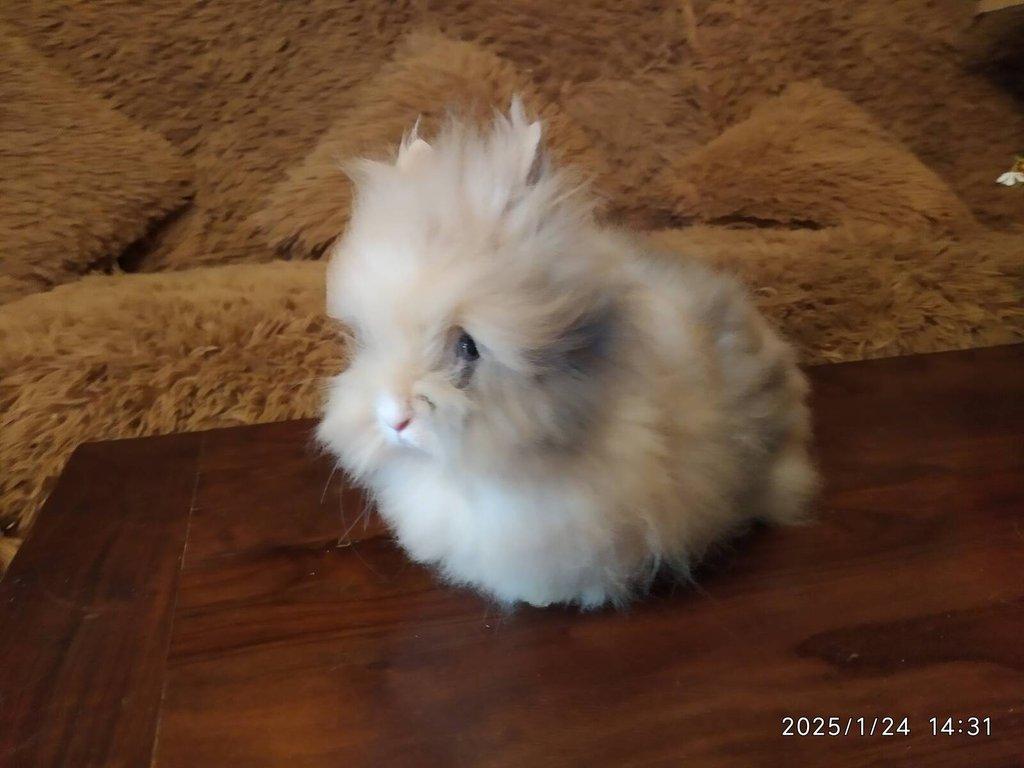 Teddy králíčci zakrslí dlouhosrstí, mláďata