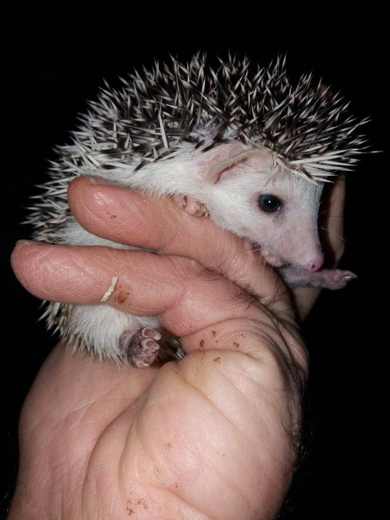 Mláďata ježků bělobřichých.