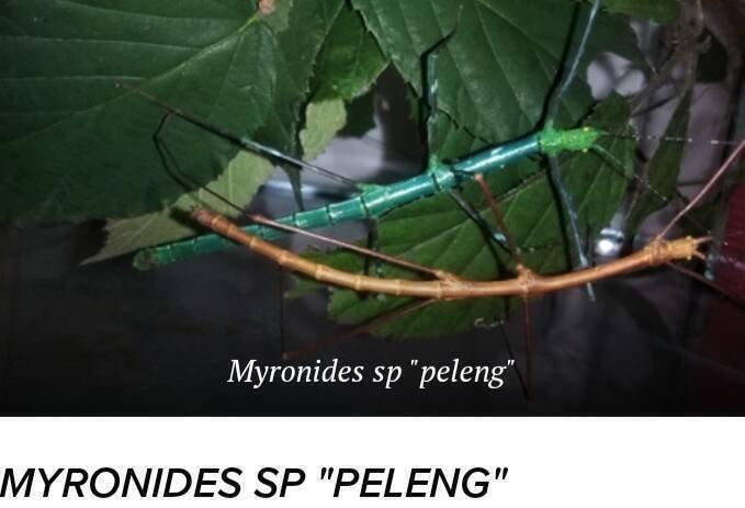 Strašilky a pakobylky