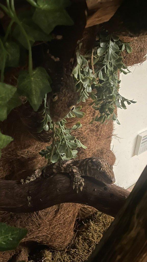 Leachianus gekoni – samec a samice s teráriem – 18 měsíců