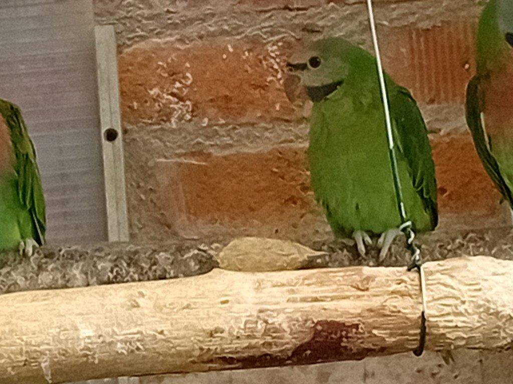 Prodám alexandra růžového vousatého