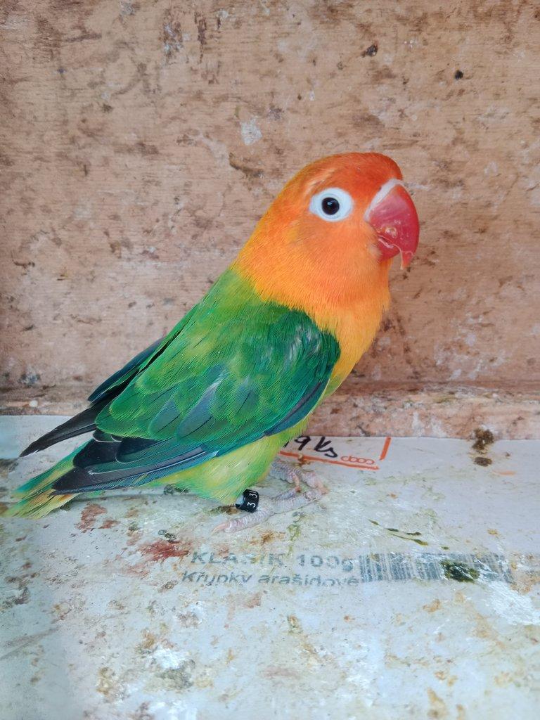 Prodám Fischer opalin