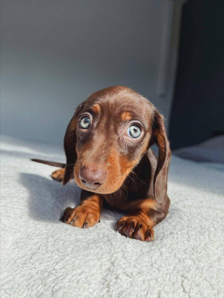 Jezevčík štěňata!