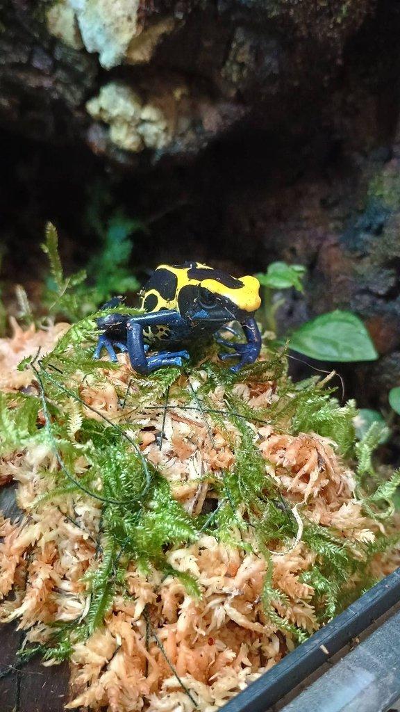 Dendrobates tinctorius nominat