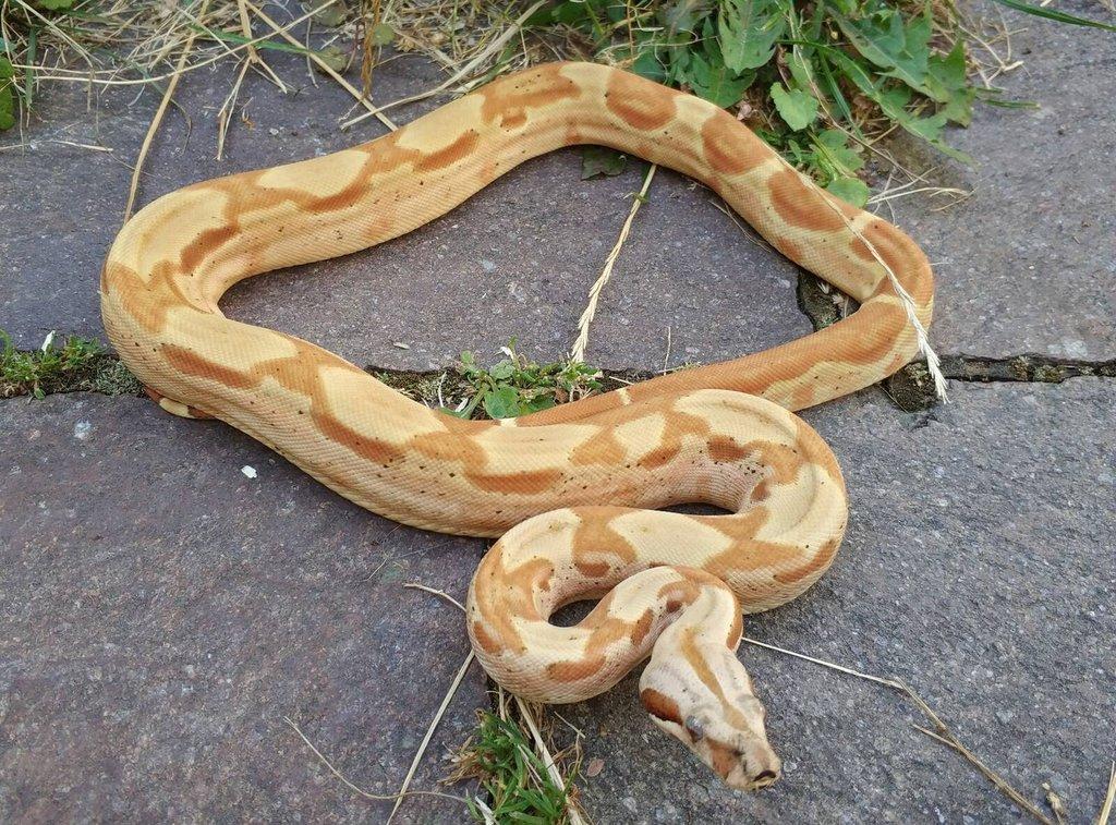 Boa imperator - Paraglow Motley Jungle, Sunglow Motley