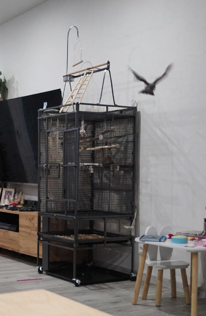 Papoušek senegalský