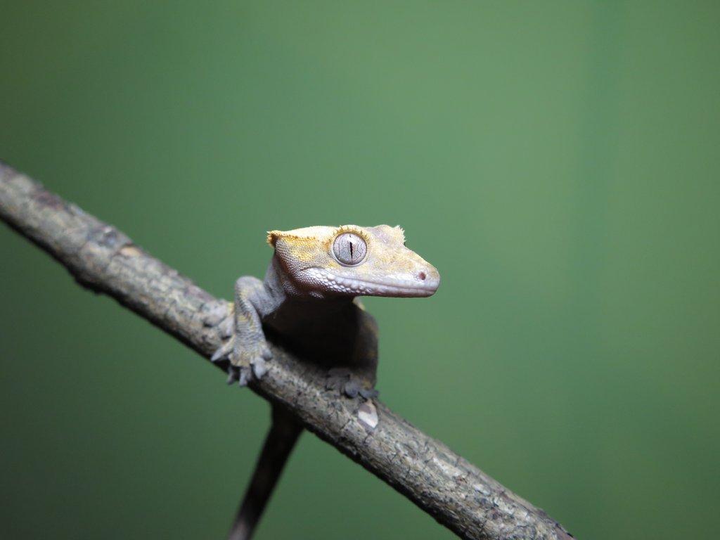 Pagekon řasnatý 1,0