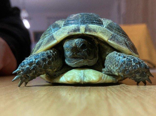 Želva řecká (TESTUDO GRAECA)
