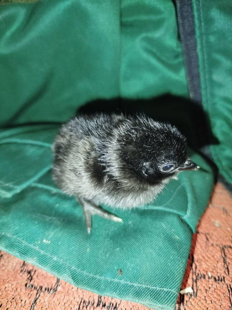 Ayam Cemani kuřata