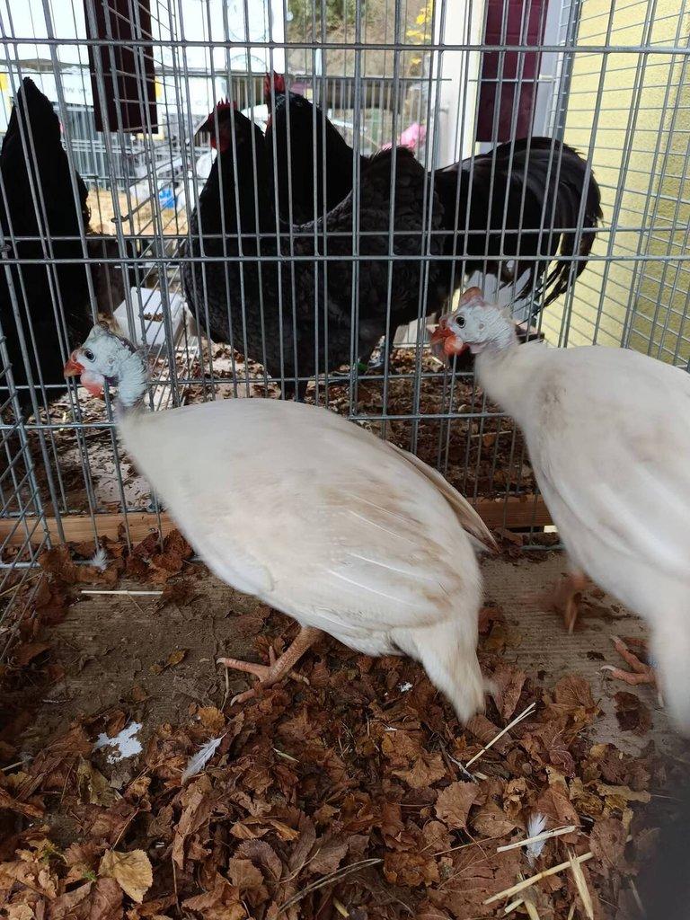 Násadová vejce perliček žlutě plavé ( bílé)