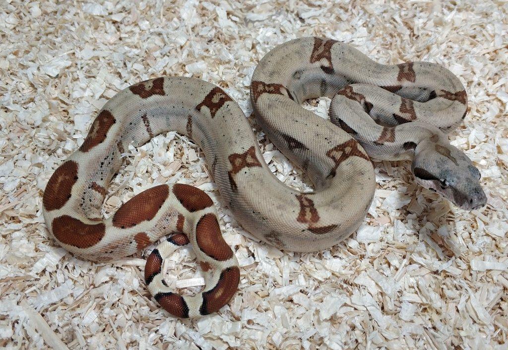 Boa imperator - Normal a Hypo 66% het Sterling VPI