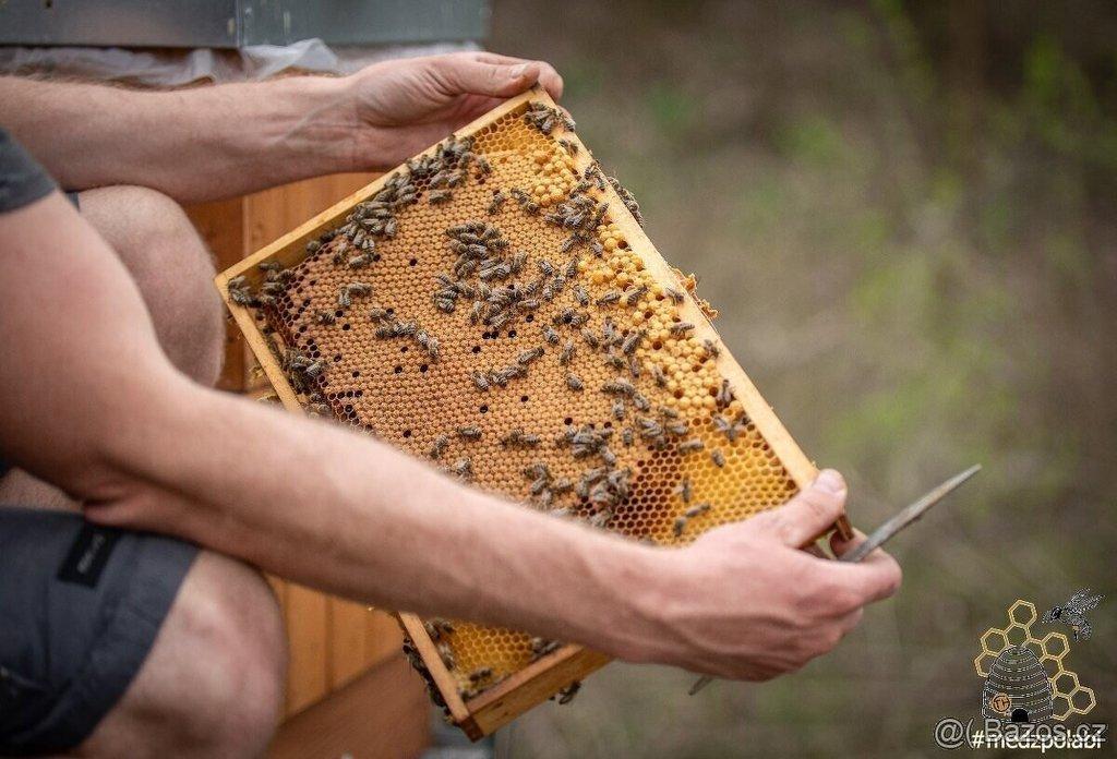 včely, oddělky r.m. 39x24cm, vyzimovaná včelstva
