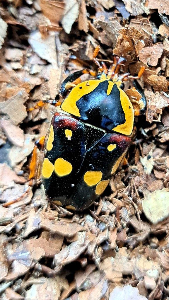 Nabídka larev na Faunatrhy Ostrava 15.2.2026