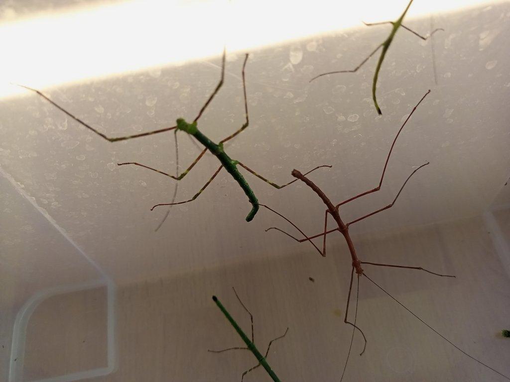 Myronides glaucus