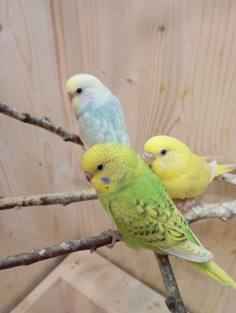 🐦 Mláďata andulek – z domácí voliéry