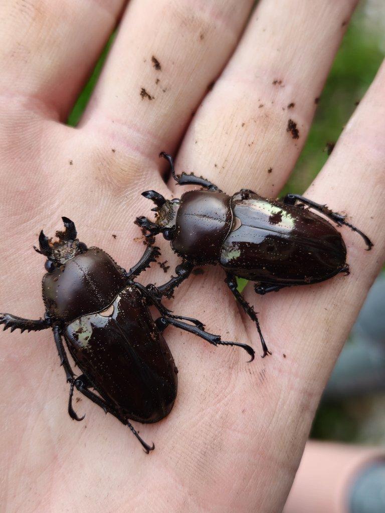 Phalacrognatus muelleri