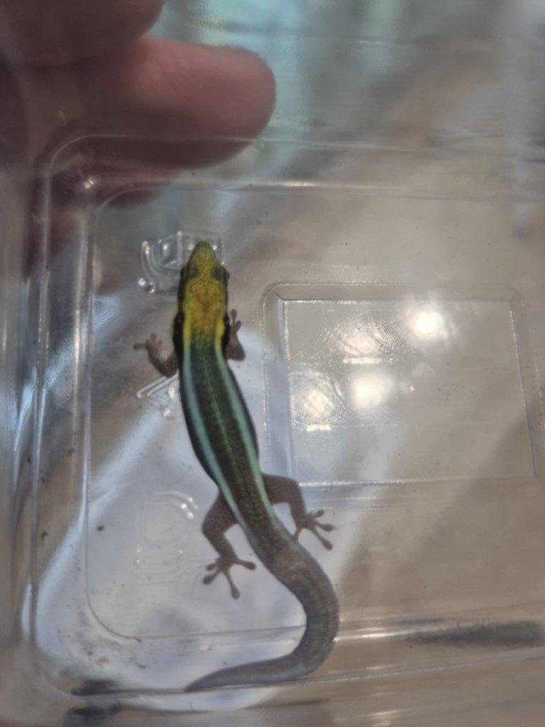 Tria : Gastropholis prasina a Anolis Barbatus