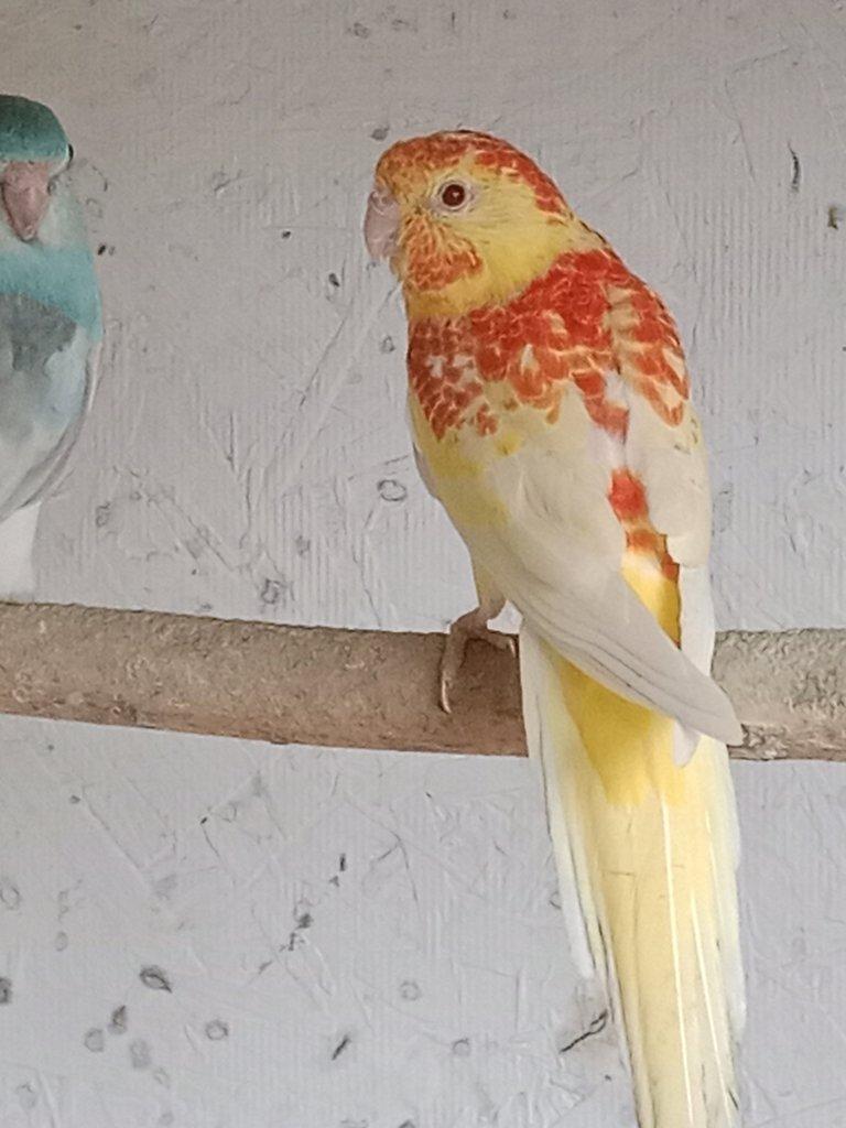 Prodám  papoušek zpěvavý