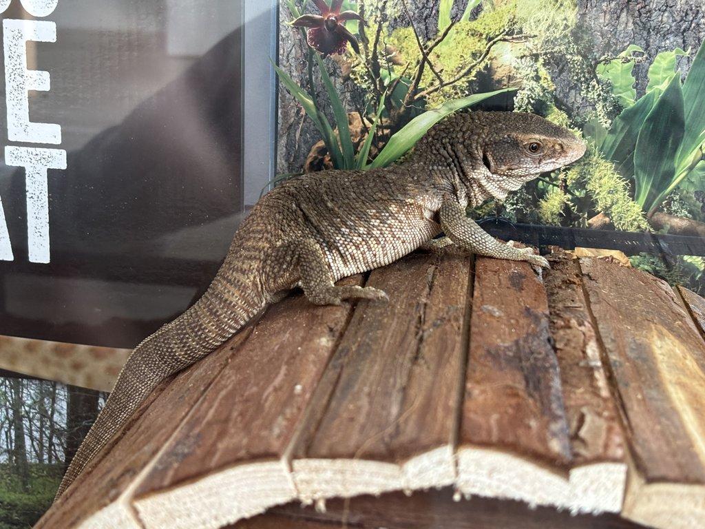 Prodám varana Stepního