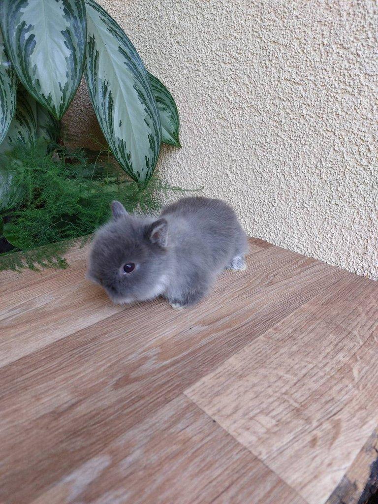 Zakrslý králík TEDDY - bílopesíkatý a činčilový